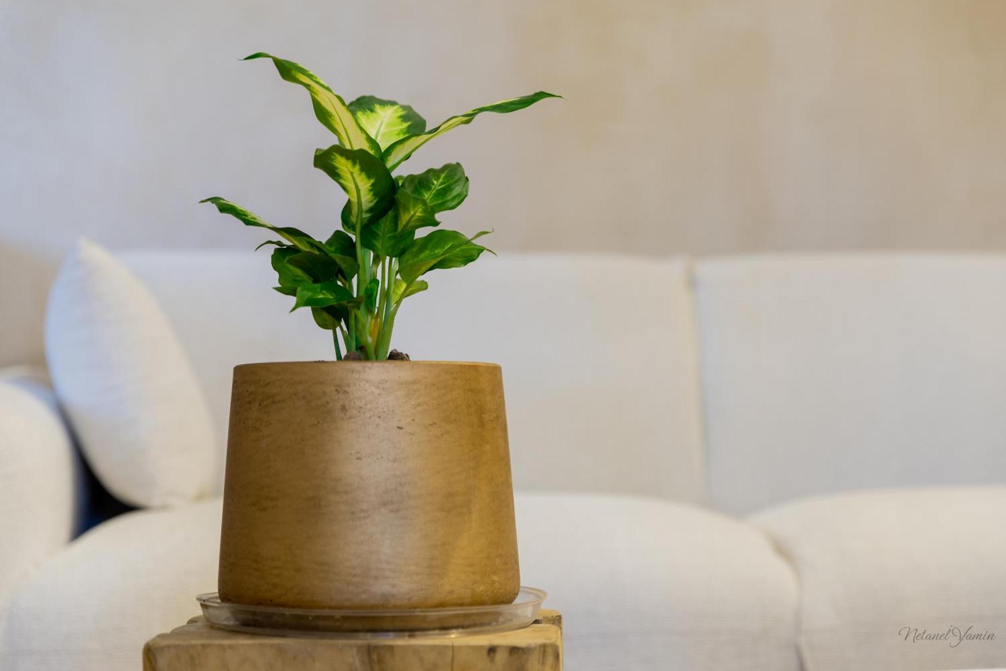 Hagafen Boutique Suites Зихрон Яков Екстериор снимка